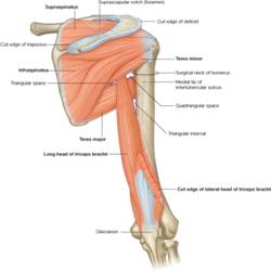 Description: Description: rame-anatomija